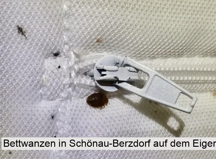 Bettwanzen in Schönau-Berzdorf auf dem Eigen